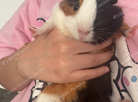Smart 8weeks guinea pig and cages