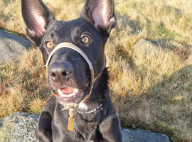 2 year old female please read description
