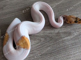 Clown pied
