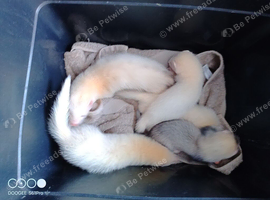 Albino ferrets