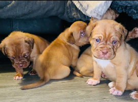 Beautiful dogue de Bordeaux&rsquo;s puppy&rsquo;s