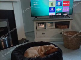 Kc registered labrador girl pup