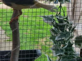 Aviary  close  down
