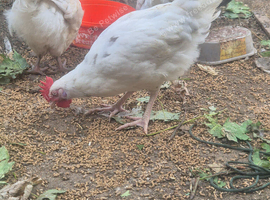 Barn mix rooster