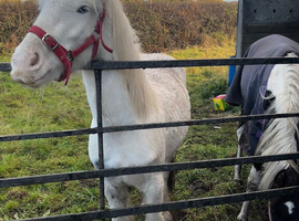 11.2 4 year old cob mare
