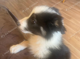 Is this Border Collie Puppy waiting for you?