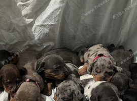 Miniature Dachshunds puppies