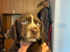 Beautiful sprointer pups