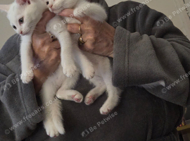 2 beautiful female white kittens