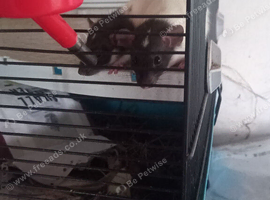 3 Male adorable rats 2 Dumbo 1 regular.