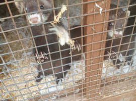 4 month old females