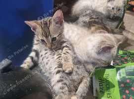 Bengal kittens