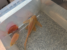 XL albino sailfin gibbicep pleco