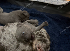 French bulldog puppies