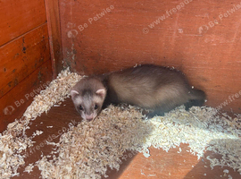 Semi angora ferrets 15 weeks old