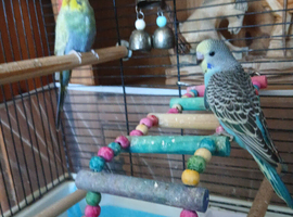 Budgies for sale