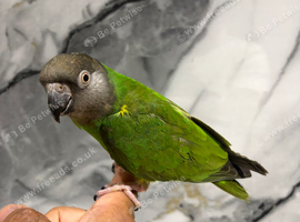 Stunning Super Tame Cuddly Friendly Senegal Parrot