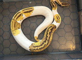Royale pythons