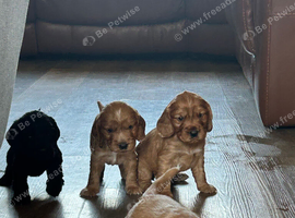Show/worker cocker spaniel puppies