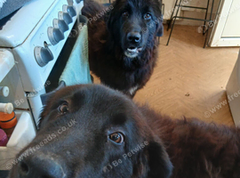 Raven x Bucovina livestock guardian dog