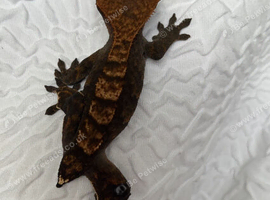 Female crested gecko