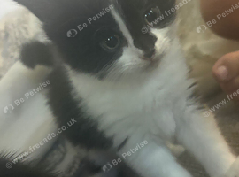 Kittens for sale