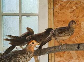 Golden Pheasant Pairs & Single Males - June 2026 Hatch | Red Golden Pheasants