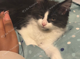 Two cats - litter box included