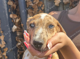 Lurcher puppies for sale