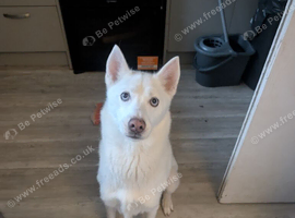 Siberian husky