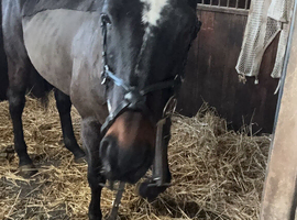 One in a million 16.1  thoroughbred gelding