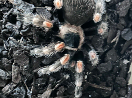 Mexican red knee