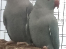 This years baby ringnecks