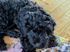 Cavapoo puppy