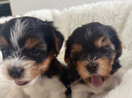 Beautiful Biewer Terriers 1 Girl and 1 Boy