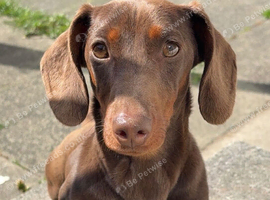 8 month old mini Daschund