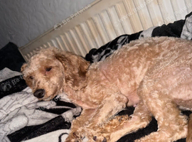 Cavapoo adult female