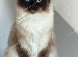 Stunning seal point mitted ragdoll