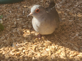 Young dimond doves
