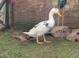 Beautiful white duck 2-3 months old