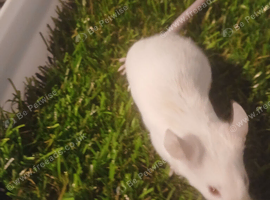 Tri coloured pet mice delivery available
