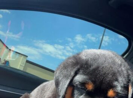 Two pups for sale diffrent places