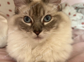 Lady the ragdoll