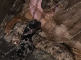 Dijon puppies