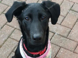 Female black lab cross