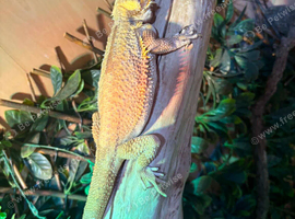 Female bearded dragon