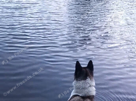 American akita proven stud