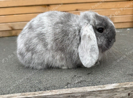 Beautiful magpie (grey and white) mini lop doe