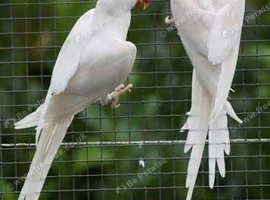 Wanted: Male albino Indian Ringneck