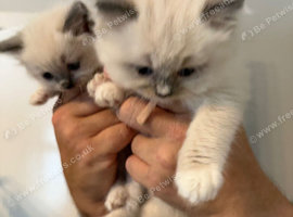 Ragdoll kittens